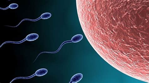 temps spermatozoide feconde ovule|Comment le sperme rencontre lovule : le parcours de。